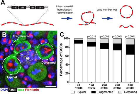 Figures And Data In Transgenerational Dynamics Of RDNA Copy Number In