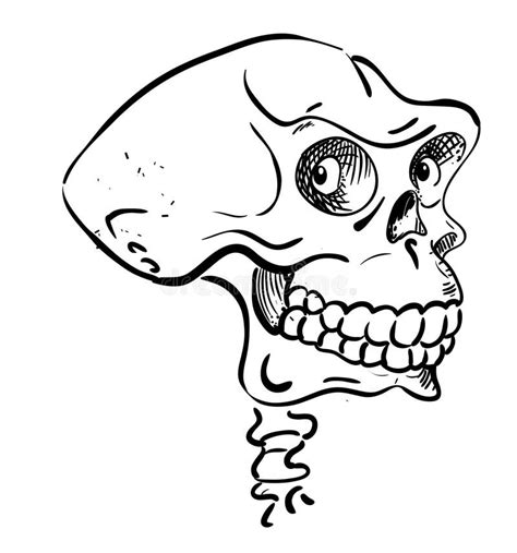 Neanderthal Skull Stock Illustrations – 148 Neanderthal Skull Stock ...