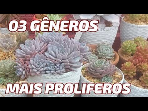 Conhe A Os G Neros Mais Prol Ficos De Suculentas Mais De Especies