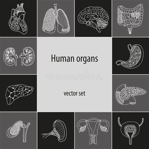 Vector Met Menselijke Interne Organen Wordt Geplaatst Dat Vector