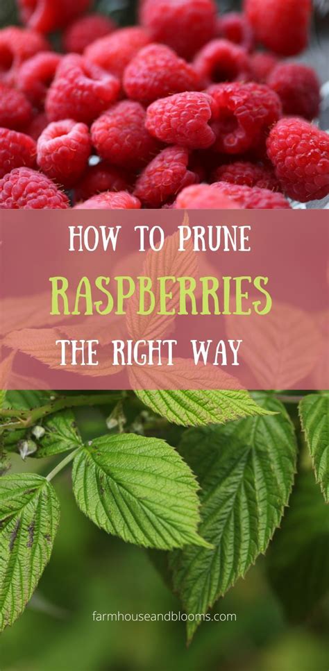 How To Prune Raspberries The Right Way Artofit