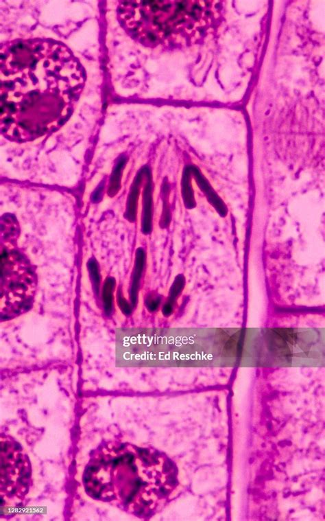 Cell Division Root Tip 400x High Res Stock Photo Getty Images