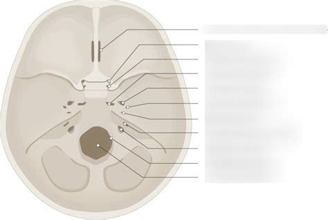 Skull Foramen And Contents Diagram Quizlet