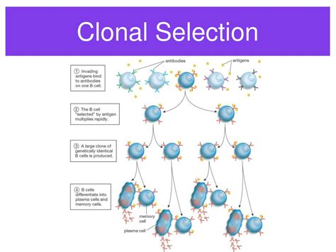 What Is Clonal Selection A Level Biology