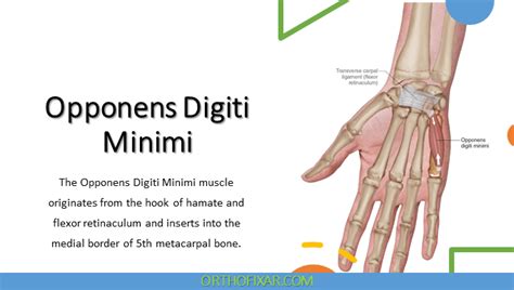 Opponens Digiti Minimi Muscle Anatomy | OrthoFixar 2024