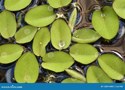 Giant salvinia stock image. Image of fern, botany, garden - 128514483