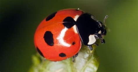 Urban Ladybug Habitat « Ecouterre