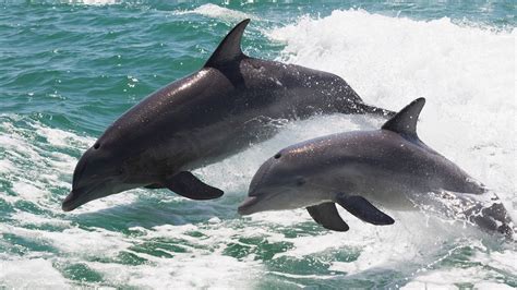 Dolphin Moms Use ‘baby Talk With Their Calves