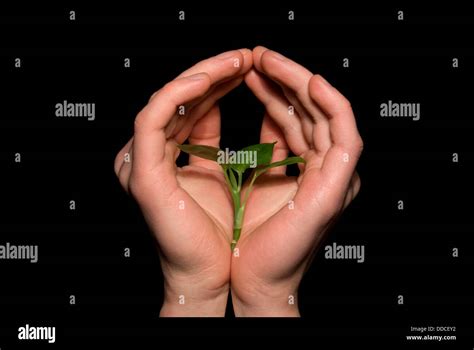 Hands Holding Sapling Stock Photo Alamy