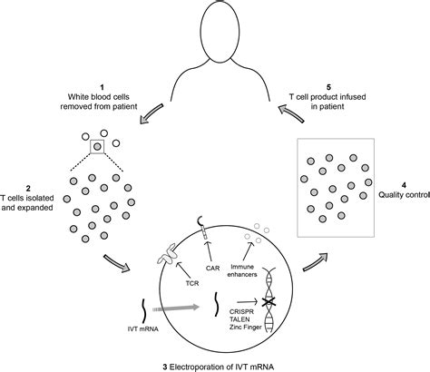 The Emerging Role Of In Vitro Transcribed Mrna In Adoptive T Cell