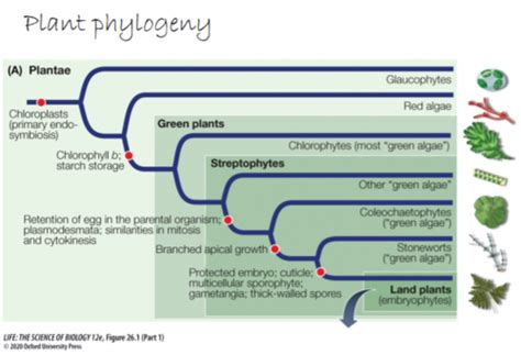 BIO 200 Lecture 14 Study Set Origin Of Land Plants Non Seeded Land