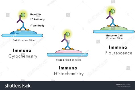 Immune Cytochemistry Photos And Images Pictures Shutterstock