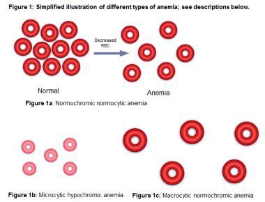 Red blood cell - biotech/anatomy & physiology