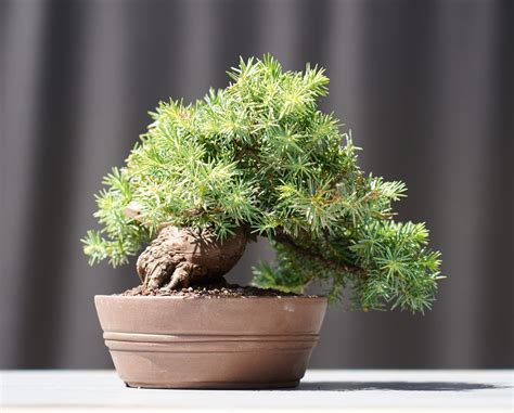 Bonsai Juniperus Rigida Tosho Shohin Cm Japano Bonsai