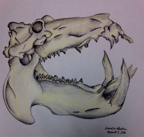 Hippo Skull By Corneliageolas On Deviantart