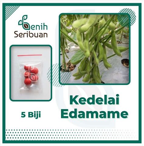 Jual 5 Benih Kedelai Edamame Super Bibit Sayuran Ryoko 75 Kacang Jepang