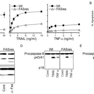 Fas Resistant Cells Selected From Sensitive U937 Cells Displayed