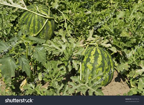 Watermelon Field. Stock Photo 54273514 : Shutterstock