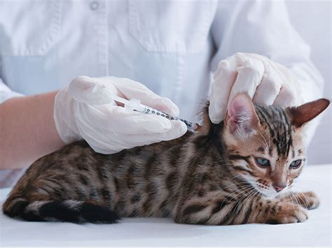 Vaccinations - Chaparral Veterinary Clinic