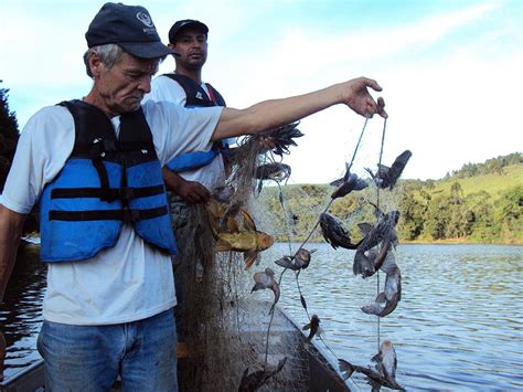 Monitoramento E Salvamento De Ictiofauna Na Bacia Do Rio Canoas Regi O