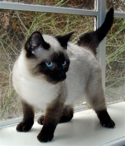 Image Seal Point Siamese 2 Dogs And Cats Wiki