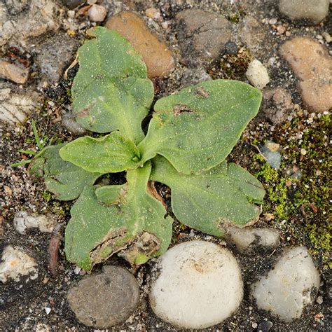 Plantago major (broadleaf plantain)