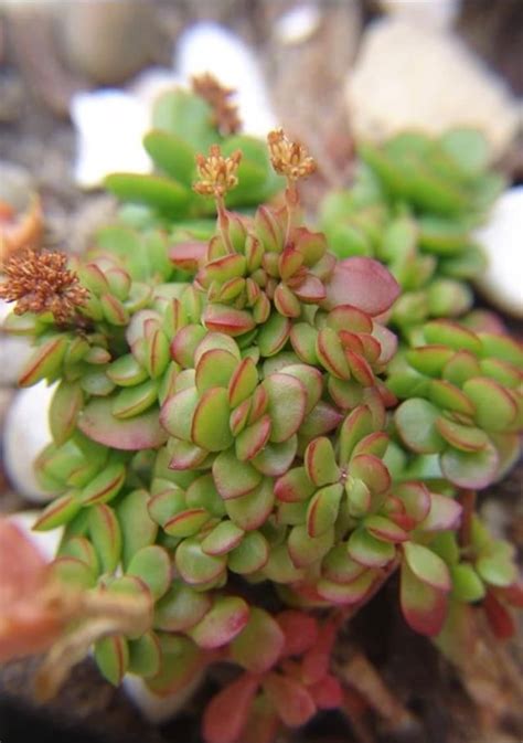 Small Red Carpet Stonecrop Crassula Pubescens Ssp Radicand Etsy