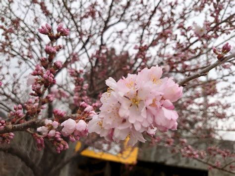 春めき桜が咲き始めました 天龍峡温泉観光協会 名勝天龍峡の川下りや桜紅葉情報長野県飯田市