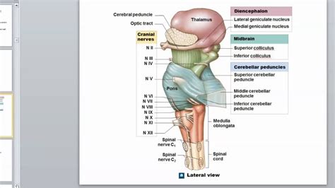 Medulla Oblongata: Anatomy and Function - Freesabresult.com