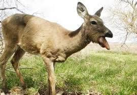 Chronic Wasting Disease of Deer - Country Sport Scotland