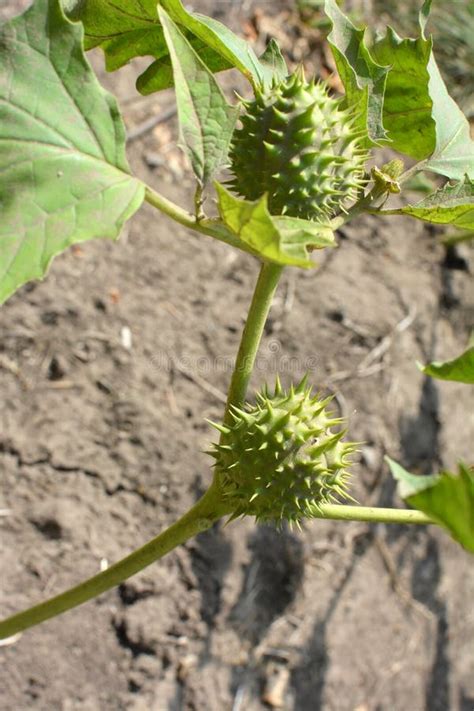 Por Naturaleza Una Planta Venenosa Cultiva Datura Stramonium Imagen De