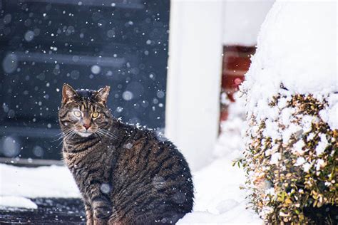 How Cold is Too Cold For a Cat? - Cat-World