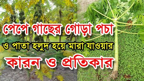 পেঁপে গাছের গোড়া পচা ও পাতা হলুদ হয়ে মারা যাওয়ার কারন ও প্রতিকার