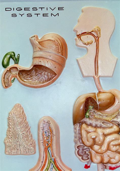 Biology A P Basics