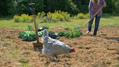 How to Compost Chicken Manure and Other Things You Need to Know