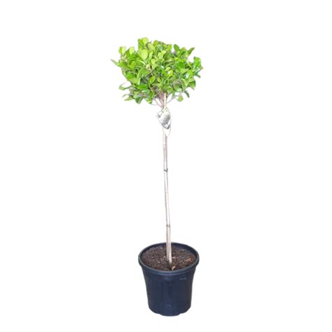 Ficus Emerald Standard 250mm The Garden Feast