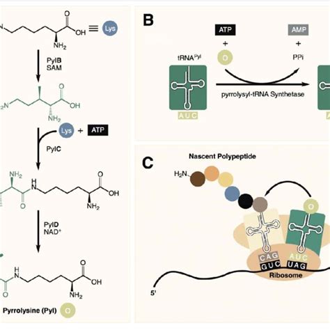 A Pyrrolysine Is Synthesized From 2 Equivalents Of Lysine In 3 Steps