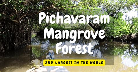 pichavaram mangrove forest  pristine gem  tamil nadu redefining
