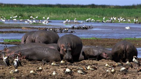 Lake Manyara National Park Pamoja Tours And Travel