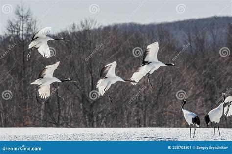 The Red Crowned Cranes In Flight The Red Crowned Crane Stock Image