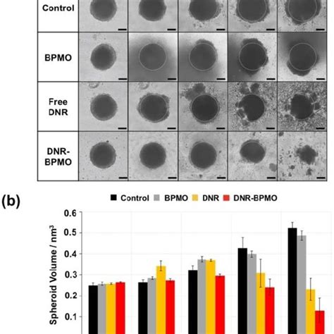 a) Optical image of ovarian tumor spheroid and (b) calculated spheroid... | Download Scientific ...