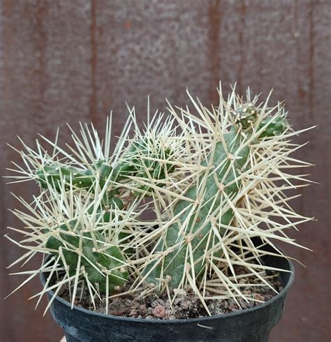 Cylindropuntia Archivi Giromagi Cactus