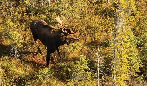 Moose in trouble- Adirondack Explorer