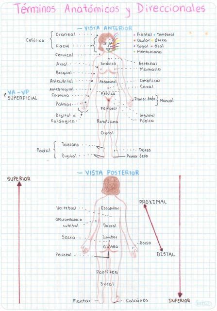 Posición Anatómica Y Términos Direccionales
