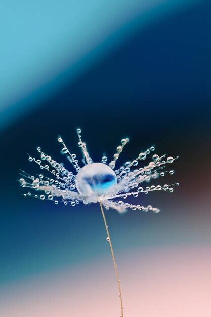 Premium Photo Dandelion Seed With Dew Water Drop Over Blue Background