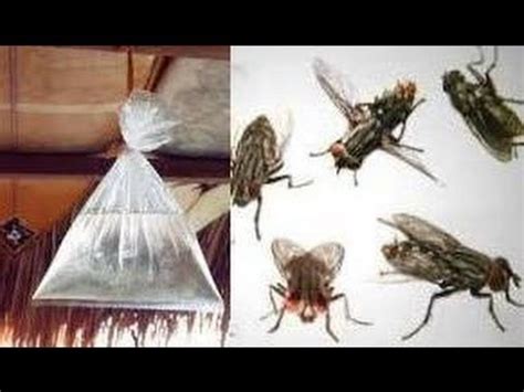 Amazing Tricks To Keep Flies Out Of Your Home And Garden Youtube