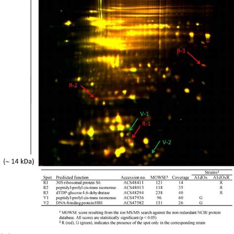 A Representative Overlay Image Of A 2d Dige Gel Containing Proteins Download Scientific