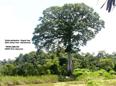 Ceiba Pentandra L Kapok Tree