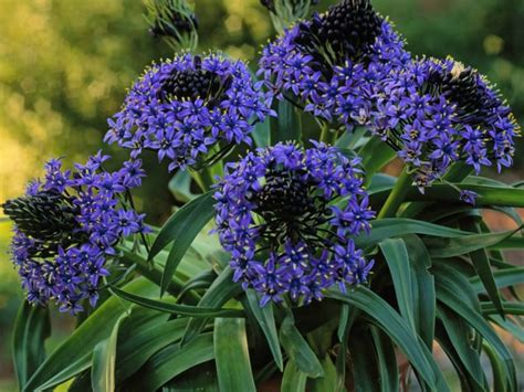 Scilla peruviana - Portuguese Squill, Peruvian Lily, Giant Scilla | World of Flowering Plants