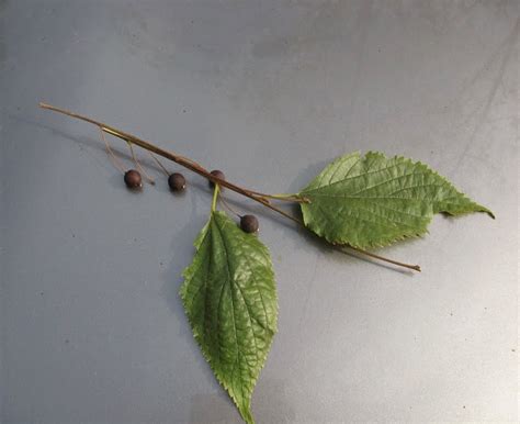 nature   memories  european nettle tree